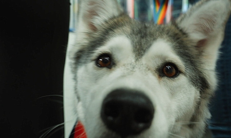 Атмосферное видео матча "Нефтехимик" - "Амур"